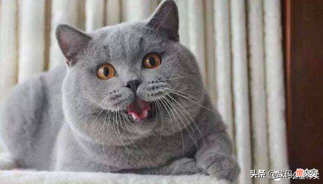 盘点中国十大最受欢迎的猫狗CP 中国最受欢迎的宠物猫