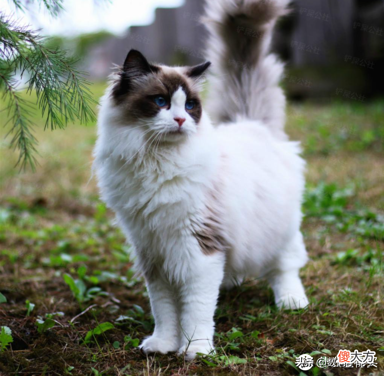盘点中国十大最受欢迎的猫狗CP 中国最受欢迎的宠物猫