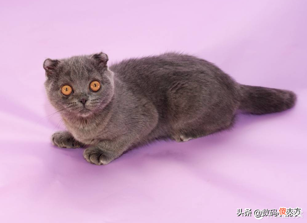 盘点中国十大最受欢迎的猫狗CP 中国最受欢迎的宠物猫