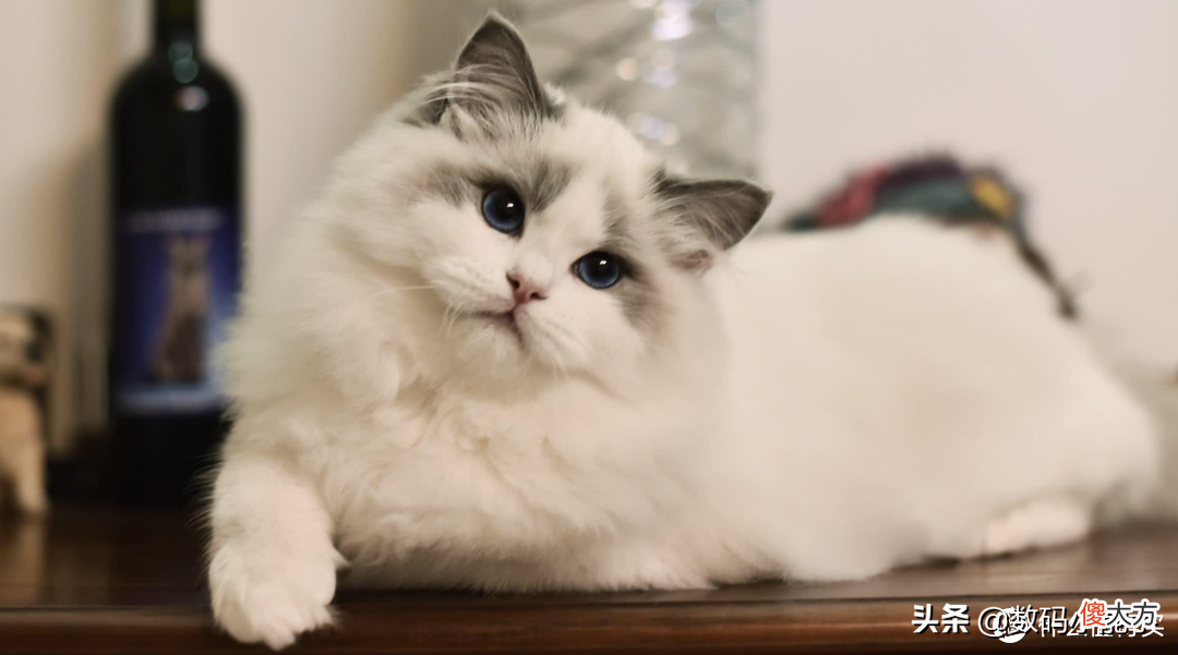 盘点中国十大最受欢迎的猫狗CP 中国最受欢迎的宠物猫