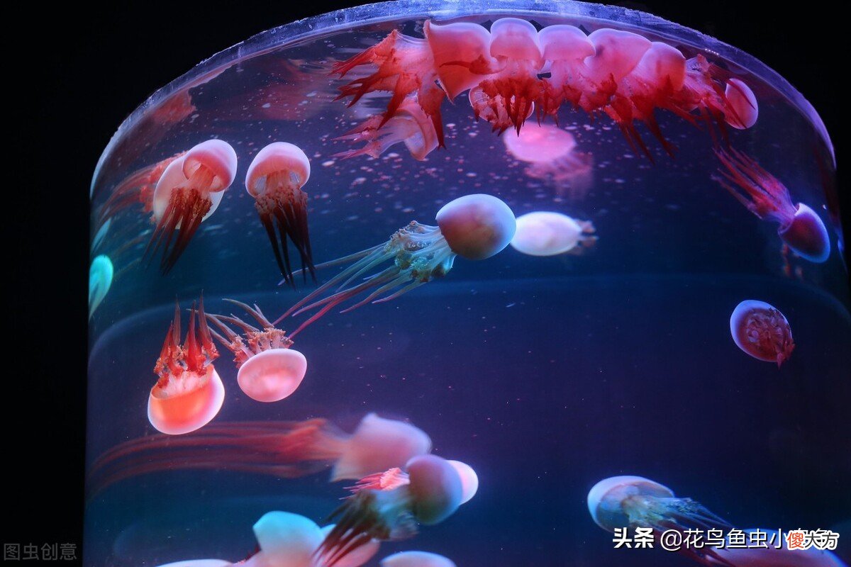 适合室内养的50种动物有哪些 适合家里养的动物十种