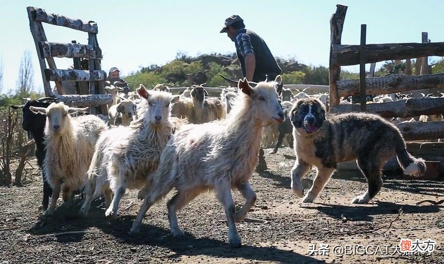 人与野生猫科动物冲突严重的阿根廷，护卫犬正成为“和事佬”