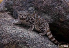 人与野生猫科动物冲突严重的阿根廷，护卫犬正成为“和事佬”