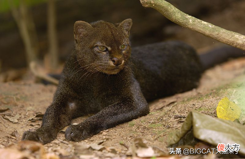人与野生猫科动物冲突严重的阿根廷，护卫犬正成为“和事佬”