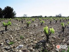 红酒酒庄加盟 青岛酒有哪些品牌