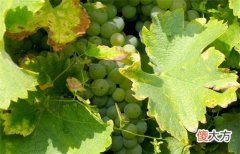 红酒代理怎么谈利润 红酒加盟代理怎么做