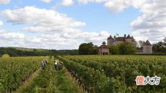 智利远村赤霞珠红葡萄酒 智利白葡萄酒