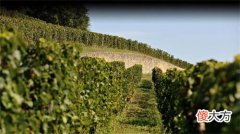 南非贝德王子干红葡萄酒 法国和南非的葡萄酒哪个好