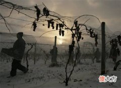 红酒为什么2018年的价都不高 国内红酒市场分析