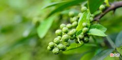 藤椒味的黑巧橙香慕斯蛋糕 丝滑黑巧慕斯蛋糕
