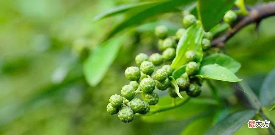 藤椒味的黑巧橙香慕斯蛋糕 丝滑黑巧慕斯蛋糕