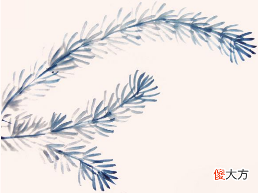 水草的4种画法 各种水草的画法