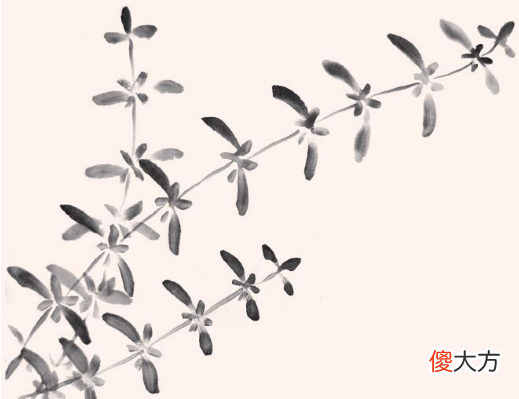 水草的4种画法 各种水草的画法