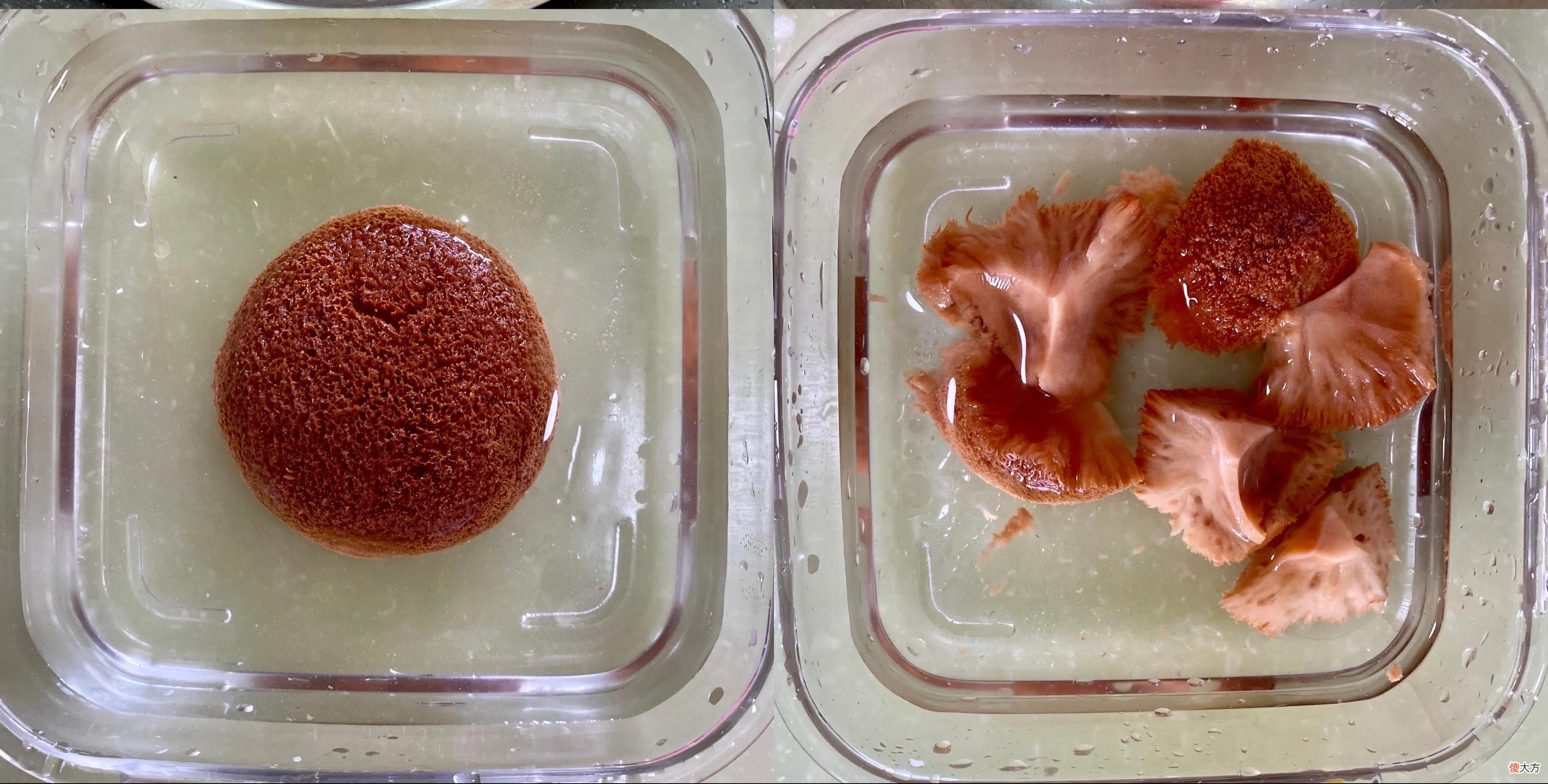 和两样干菌菇一起炖 干蘑菇和什么一起炖好吃