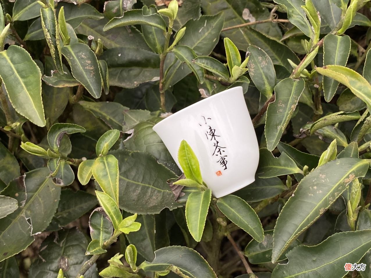 没发霉能继续喝吗 过期的茶没有发霉可以喝吗
