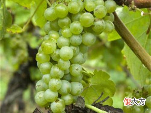 朗姆酒的由来是什么 朗姆酒是什么酿造的