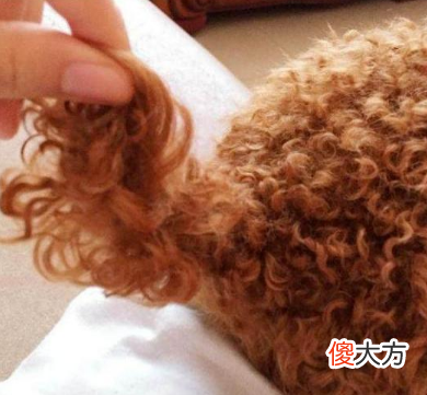 泰迪犬和比熊犬 泰迪犬和比熊犬哪个好