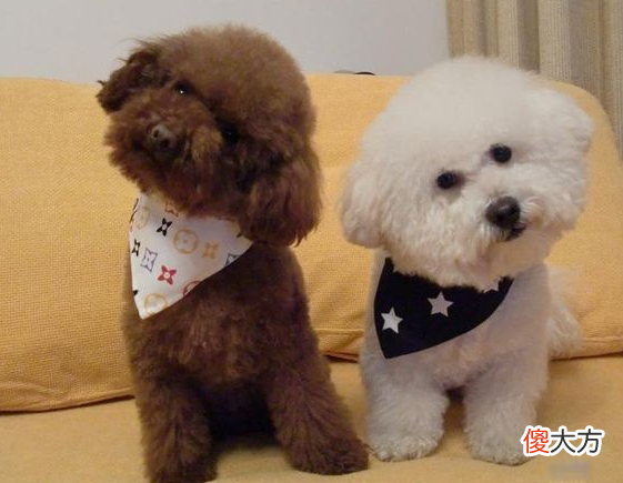 泰迪犬和比熊犬 泰迪犬和比熊犬哪个好