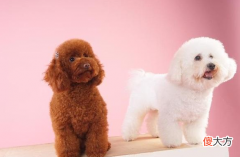 泰迪犬和比熊犬 泰迪犬和比熊犬哪个好