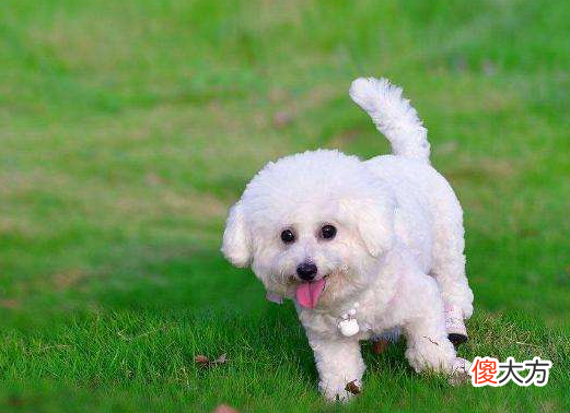 泰迪犬和比熊犬 泰迪犬和比熊犬哪个好