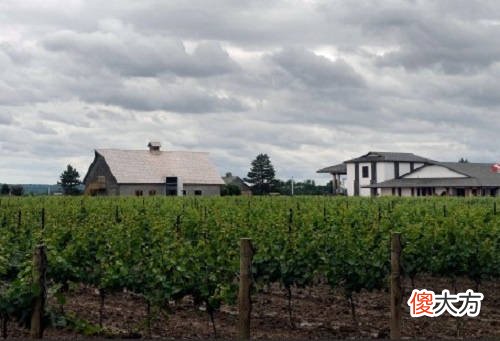 北京葡萄酒加盟哪个牌子比较好 广东葡萄酒加盟哪个品牌比较好