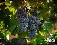 红酒加盟代理靠谱吗 如何做红酒代理商