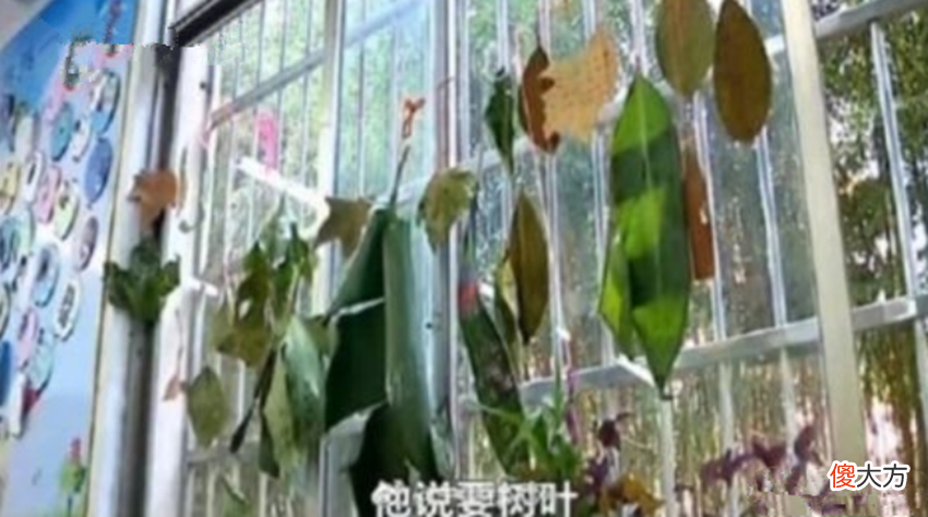 老师布置了带一片树叶写拼音的作业 一片树叶拼音怎么写的