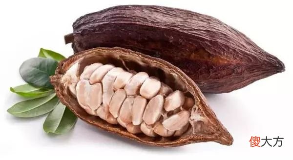 可可豆和咖啡豆是亲戚吗 可可豆和咖啡豆是一回事吗