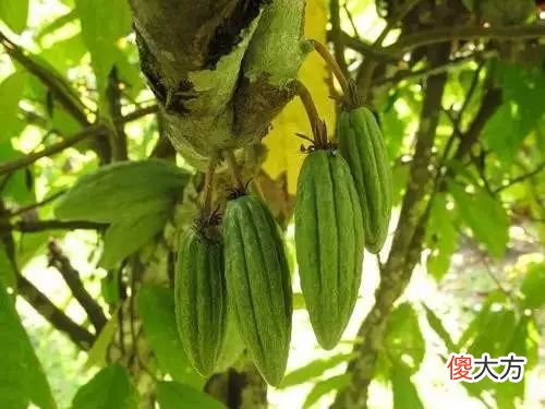 可可豆和咖啡豆是亲戚吗 可可豆和咖啡豆是一回事吗