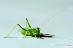 汪曾祺笔下的夏日昆虫 汪曾祺的夏天的昆虫