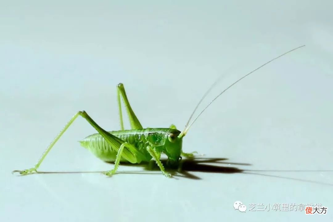 汪曾祺笔下的夏日昆虫 汪曾祺的夏天的昆虫