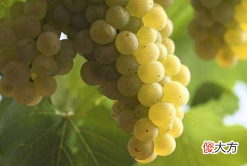 干红葡萄酒单宁是什么 单宁决定葡萄酒的结构