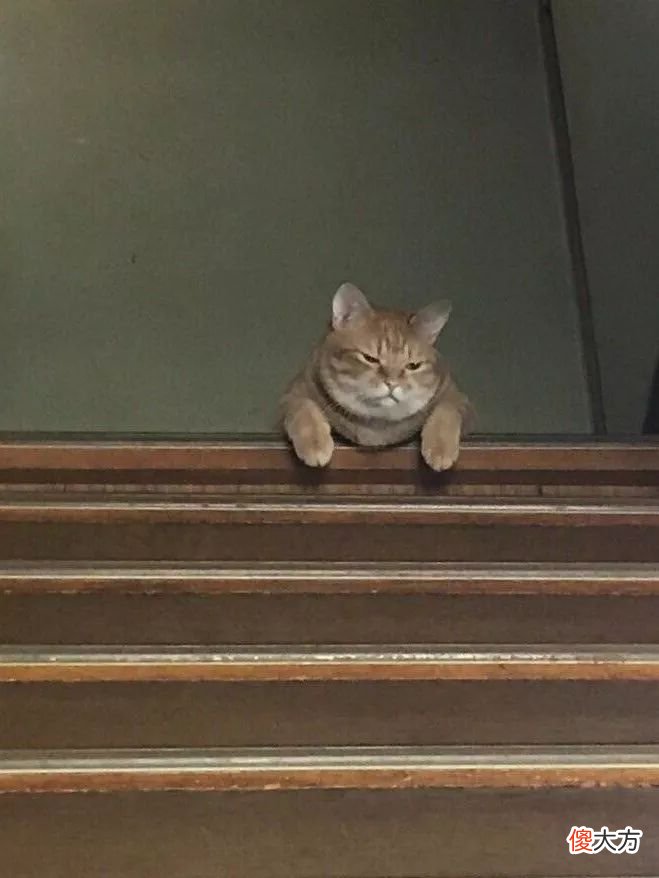 当猫咪的图片配上这些歌词 猫猫猫歌词
