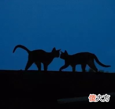 当猫咪的图片配上这些歌词 猫猫猫歌词