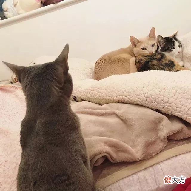 当猫咪的图片配上这些歌词 猫猫猫歌词