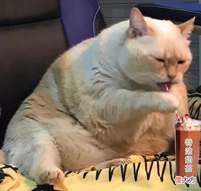 当猫咪的图片配上这些歌词 猫猫猫歌词