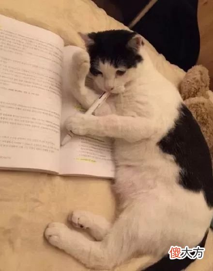 当猫咪的图片配上这些歌词 猫猫猫歌词