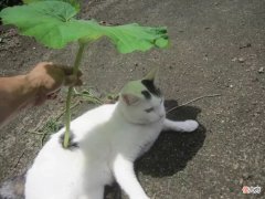 当猫咪的图片配上这些歌词 猫猫猫歌词