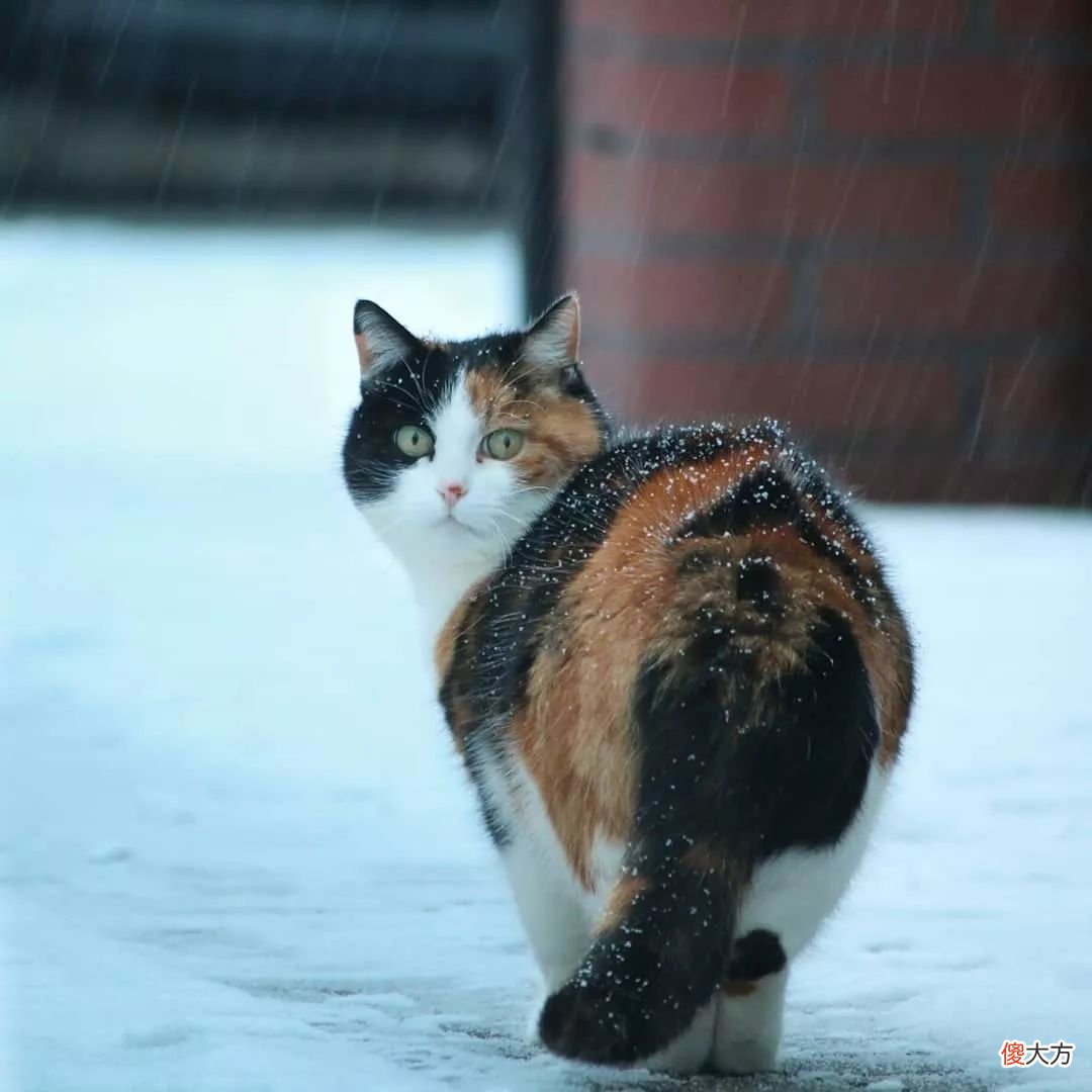 当猫咪的图片配上这些歌词 猫猫猫歌词