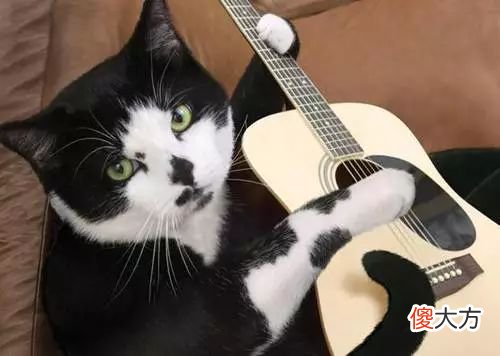 当猫咪的图片配上这些歌词 猫猫猫歌词