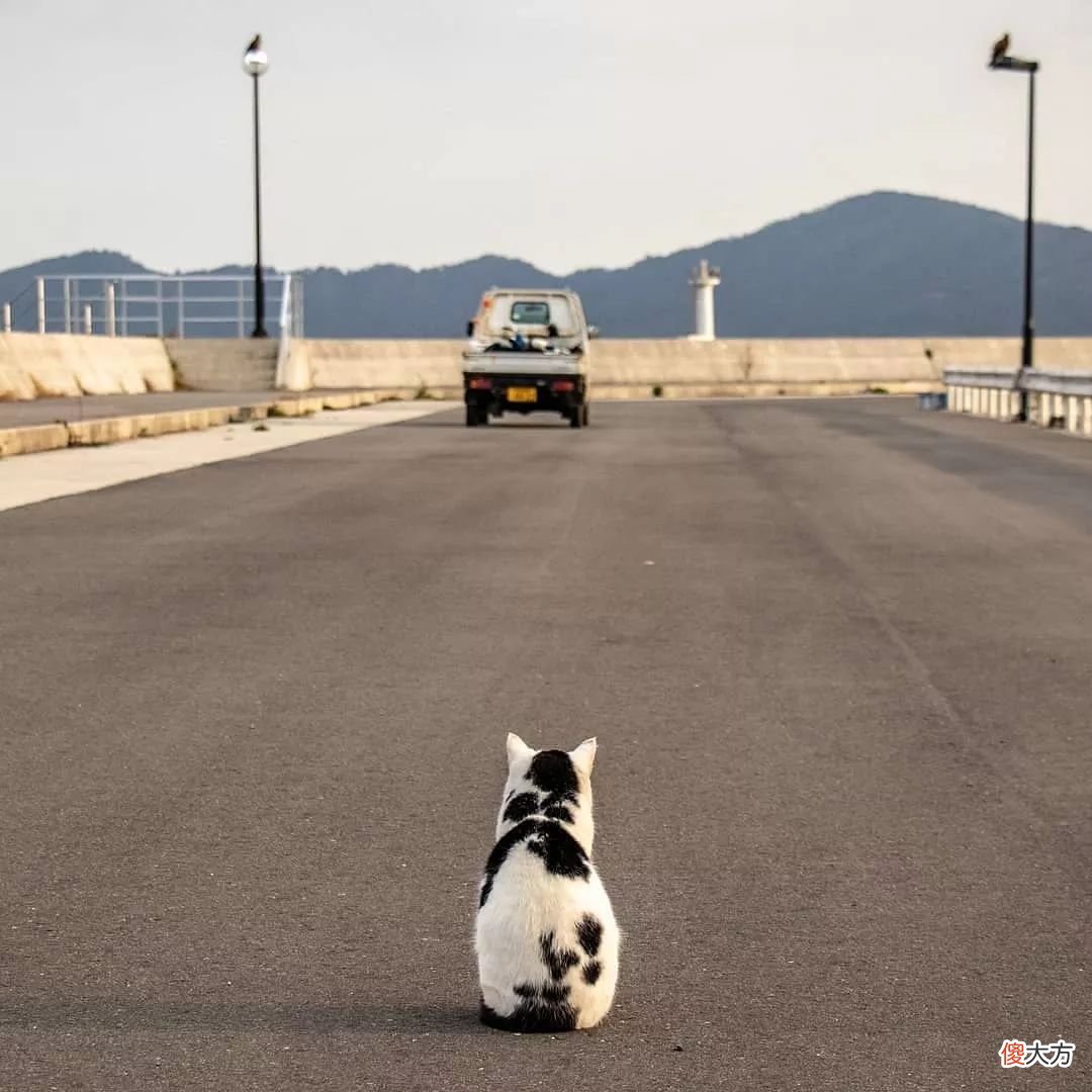 当猫咪的图片配上这些歌词 猫猫猫歌词