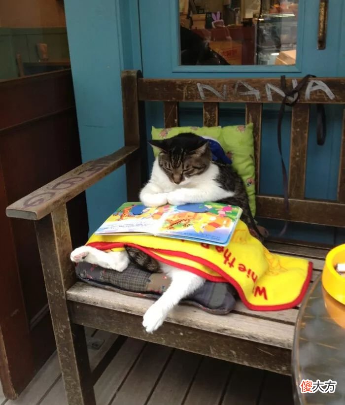 当猫咪的图片配上这些歌词 猫猫猫歌词