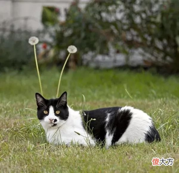 当猫咪的图片配上这些歌词 猫猫猫歌词