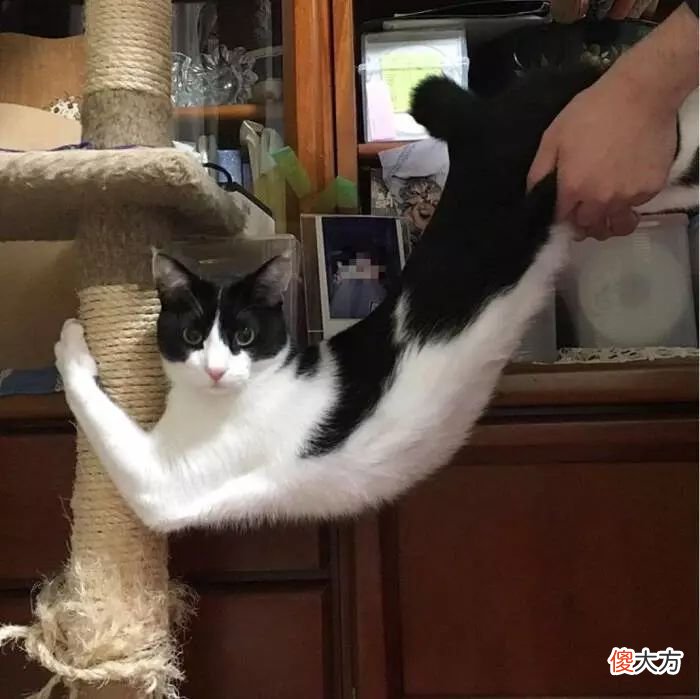当猫咪的图片配上这些歌词 猫猫猫歌词