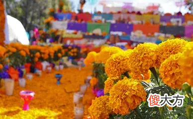 看完才知道全是墨西哥文化 墨西哥有什么文化