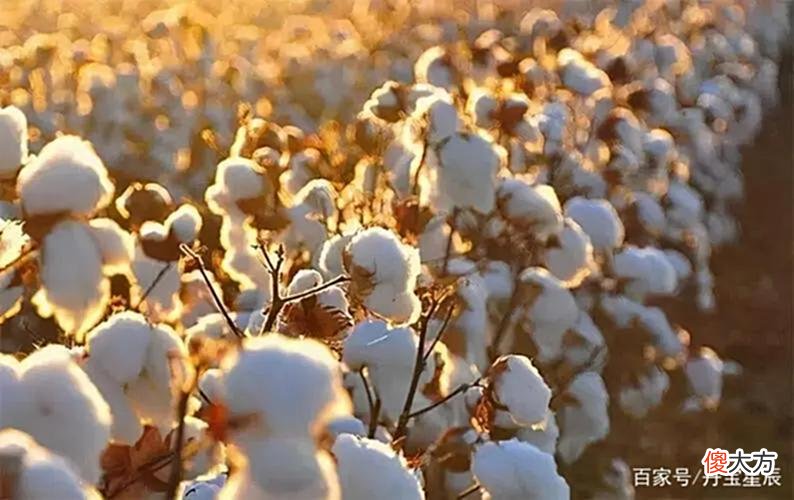 【历史故事】我国古代没有棉花，古人晚上睡觉盖什么保暖？一般现代人都买不起