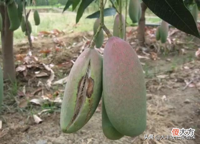 这7个影响芒果品质的病害 影响芒果品质的因素