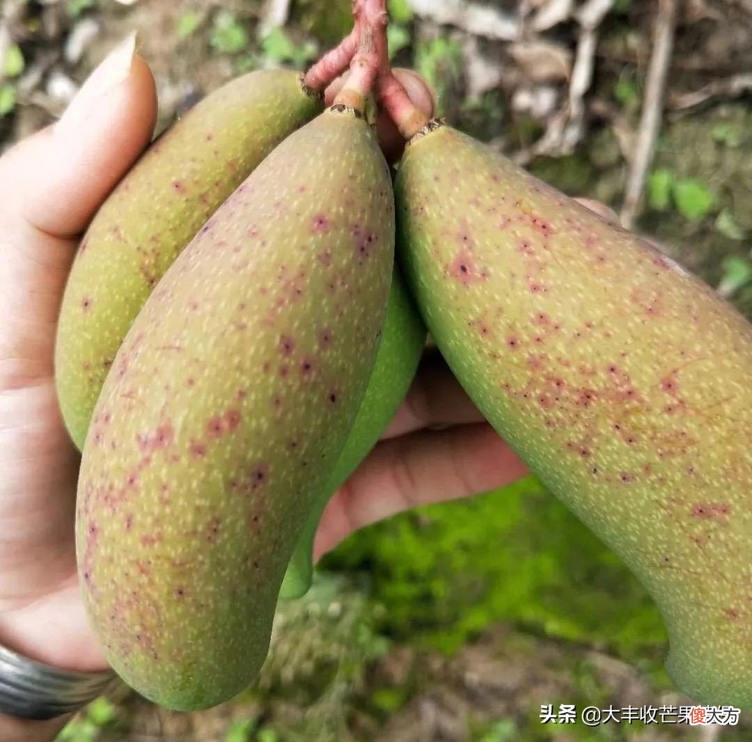 这7个影响芒果品质的病害 影响芒果品质的因素