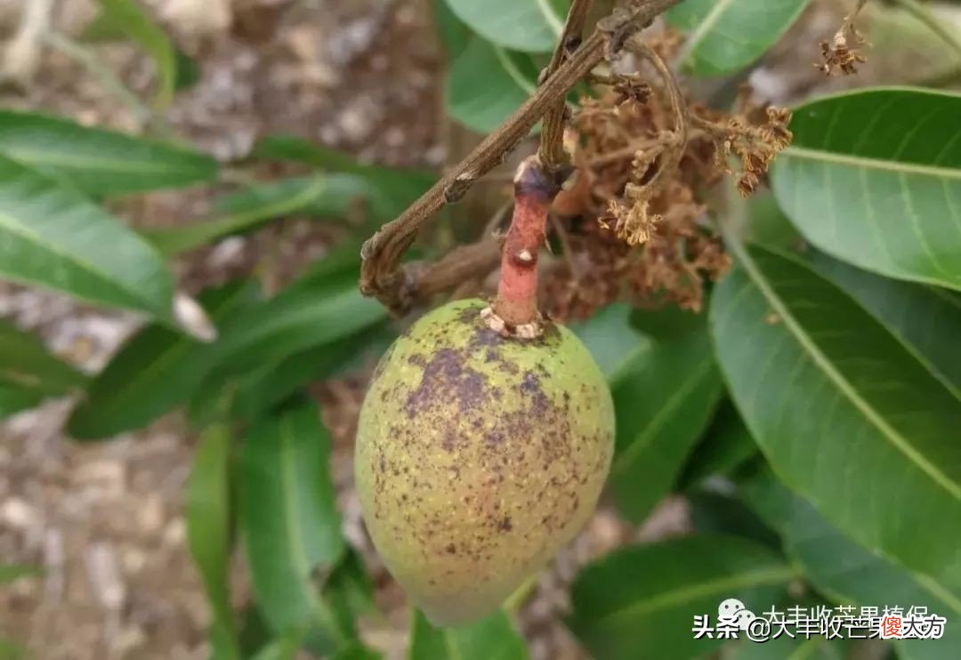 这7个影响芒果品质的病害 影响芒果品质的因素