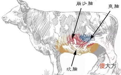牛肉最嫩的部位是哪儿 牛肉最嫩的是什么部位